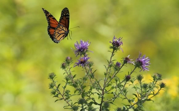 Mariposa monarca Michoacán