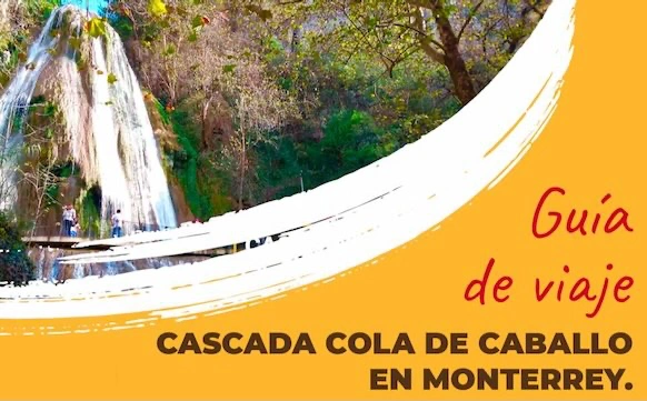 Cola de caballo Monterrey.