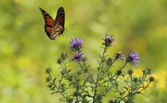 Mariposa monarca Michoacán
