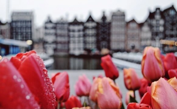 tulips in amsterdam